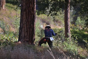 Burt Stalter falling a Ponderosa pine - photo by Gina Clugston