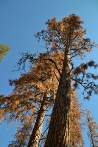 Dead Ponderosa pine trees - photo by Gina Clugston