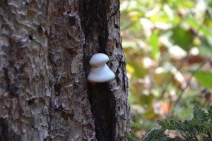 Fungus on Ponderosa pine tree - photo by Gina Clugston