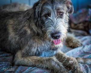 Gail Hawksworth Irish Wolfhound (2) - photo by Virginia Lazar 2015