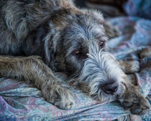 Gail Hawksworth Irish Wolfhound (3) - photo by Virginia Lazar 2015