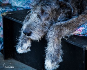 Gail Hawksworth Irish Wolfhound (4) - photo by Virginia Lazar 2015