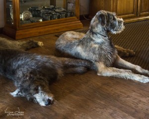 Gail Hawksworth has Irish Wolfhounds who love to be indoors - photo by Virginia Lazar 2015