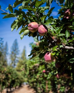 Apples on the Lutz Apple Farm - photo by Virginia Lazar