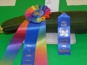 Mariposa County Fair award winning zucchini - photo by Kellie Flanagan