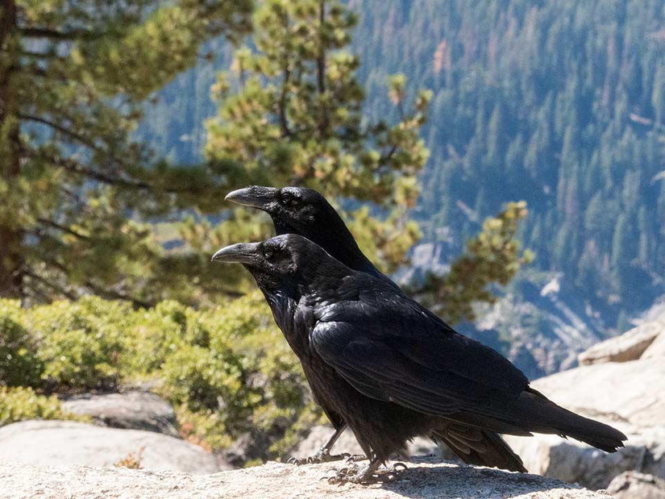 Mr. and Mrs. Raven - photo by Keith Sauer