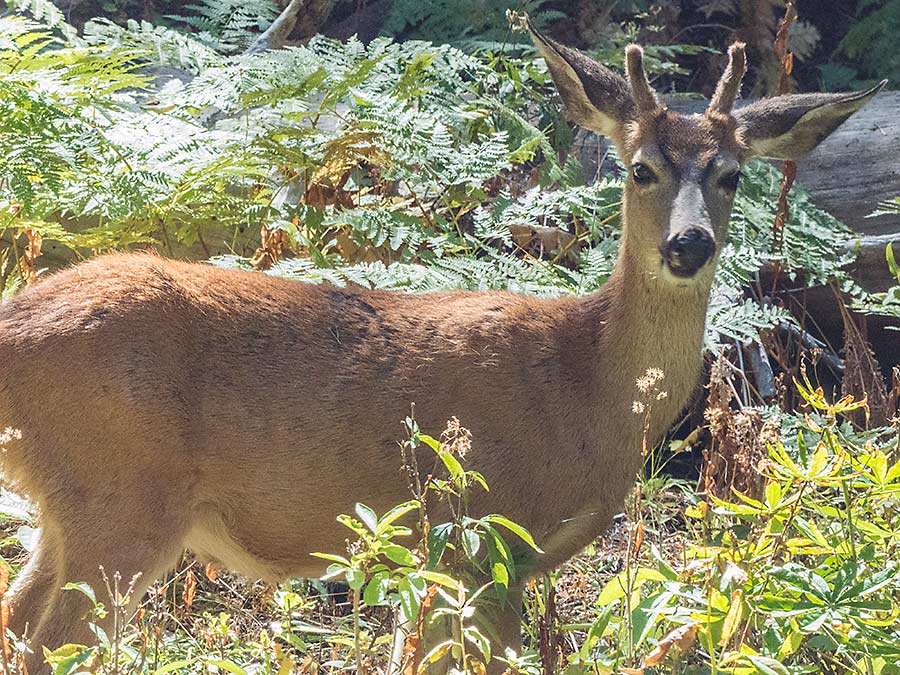 Mule deer- photo by Keith Sauer