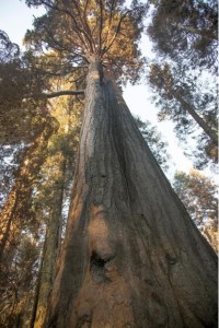 Sequoia trees on Rough Fire - photo SNF