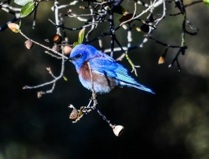 TRICIA Tricia Nickerson (1) blue bird