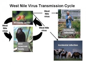West_Nile_virus_transmission_cycle CDC
