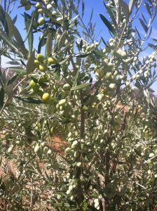 Minarets Bethany Farm Olive trees 2015