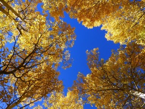 Looking at the Sky Through the Aspen Trees