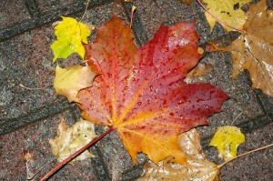 Gratitude Virginia Eaton blog Gratitude_ https___pixabay com_en_autumn-leaves-nature-wet-991054_