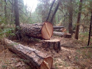Ponderosa pine taken down along Road 274 - photo by Burt Stalter