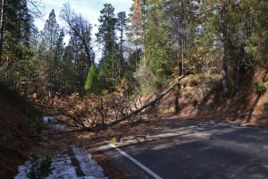 Trees fallen across road 274