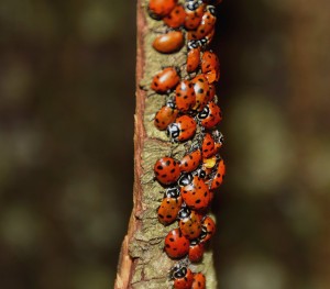 Lady bugs 4 Willow Creek Jan 24 photo by Paul Adelizi