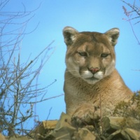 Mountain Lion CDFW cougar01