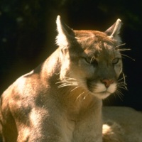 Mountain Lion courtesy CDFW cougar02