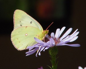 A Cabbage White butterfly visits an aster - photo courtesy Master Gardeners