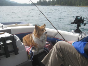 Bass Lake Fishing Derby photo inside the boat with the four legged fisherman Larry Langley 2013