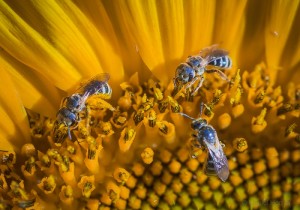 Bees look small against a giant sunflower - photo courtesy Master Gardeners