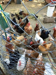 Mountain Area Chicken Chicks flock awaits their works Tammy Simpson 2016