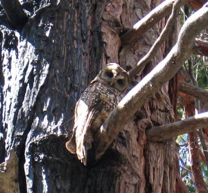 Curious owl - photo courtesy of Monica Bond of Wild Nature Institute