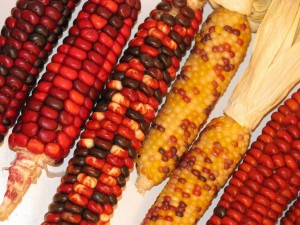 Permaculture corn