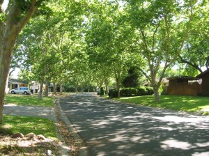 Tree-lined street - photo courtesy Cal Fire