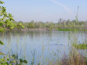 Vulcan River Rock birds on the pond -- photo by Kellie Flanagan Mar 18 2016