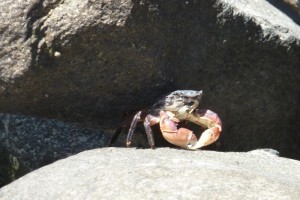 Morro Bay Crab