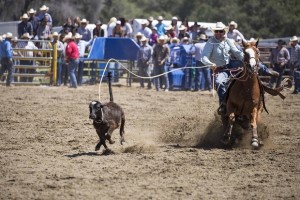 Rodeo by Carrie Jenkins - IMG_2000
