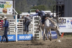 Rodeo by Carrie Jenkins - IMG_2206