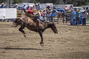 Rodeo by Carrie Jenkins - IMG_3105