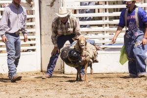 Rodeo by Carrie Jenkins - IMG_3951