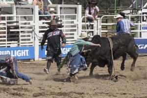 Rodeo by Carrie Jenkins - IMG_4412