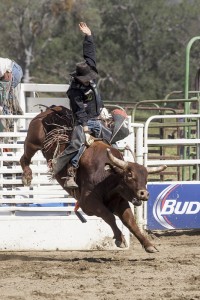 Rodeo by Carrie Jenkins - bullrider IMG_4464