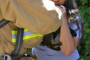 Firefighter hands rescued cat to homeowner