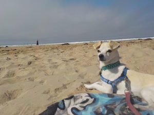 National Dog Day 2016 Chris n Mell Bradley dog Buddy relaxing at Pismo Beach