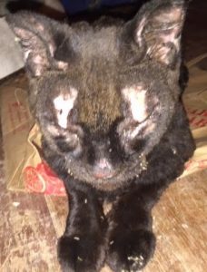 North Fork kitty burned in Fork Fire - Pacer cropped