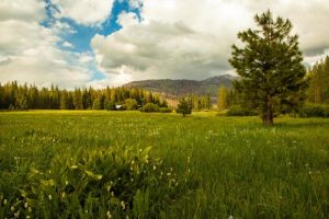 ackerson-meadow_afternoon-light-large