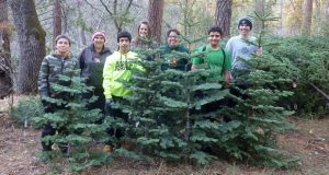 Scouts gathering Christmas Trees - photo courtesy Dave Smith