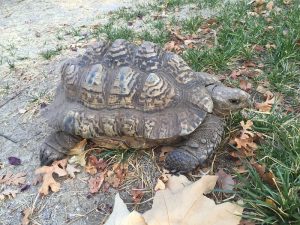 tortoise-courtesy-of-anne-grandy-named-pilgrim