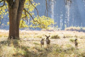 Yosemite in Fall - Kim Lawson - Visit Yosemite Madera County