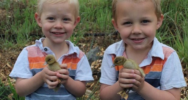 Twice As Nice: Two Ducklings, One Egg