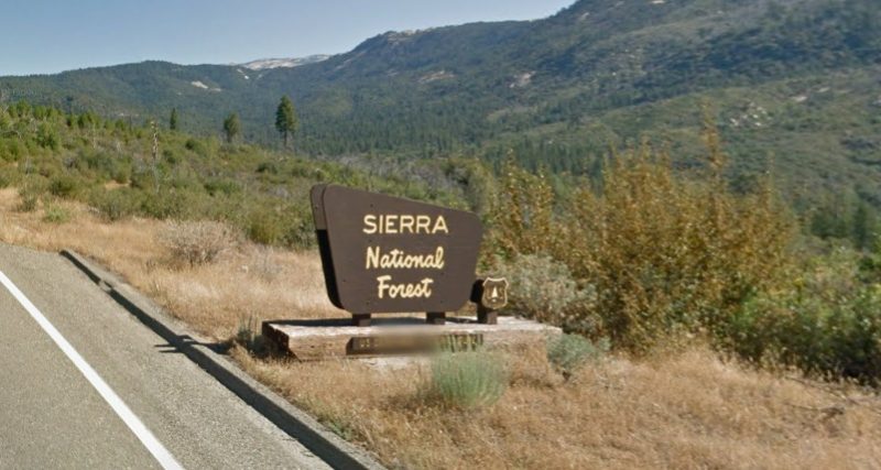 are dogs allowed in sierra national forest