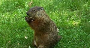 Image of a groundhog