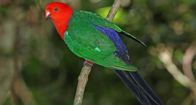 Audubon Showcases Birds Of Australia