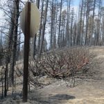 French Fire Reforestation Efforts - Community Meeting