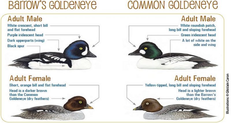 Common Goldeneye  Audubon Field Guide